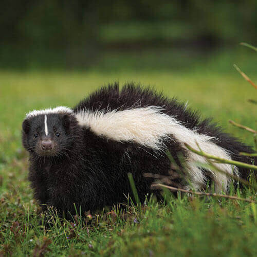 Exceptional Skunk Removal Service in Clearwater, FL