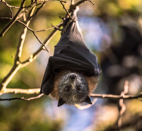 Bats Removal in Arvada, CO