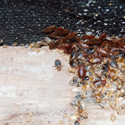 Bed Bugs Removal in Northglenn, CO
