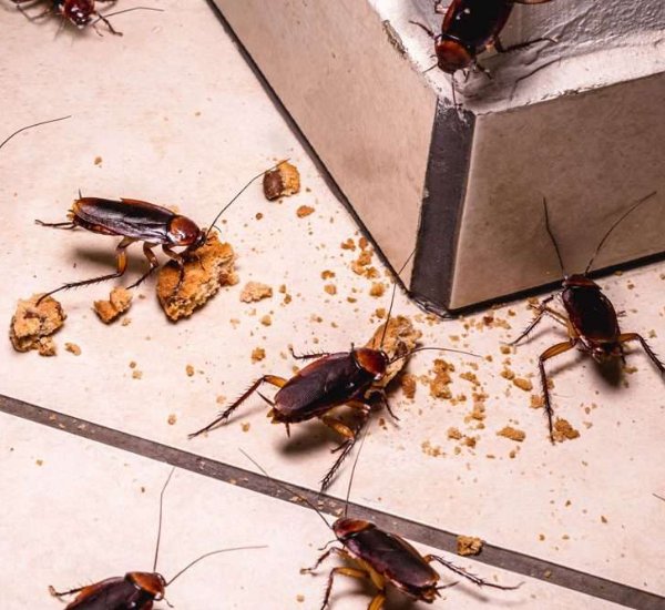 Comprehensive Cockroach Removal in Thorton, CO