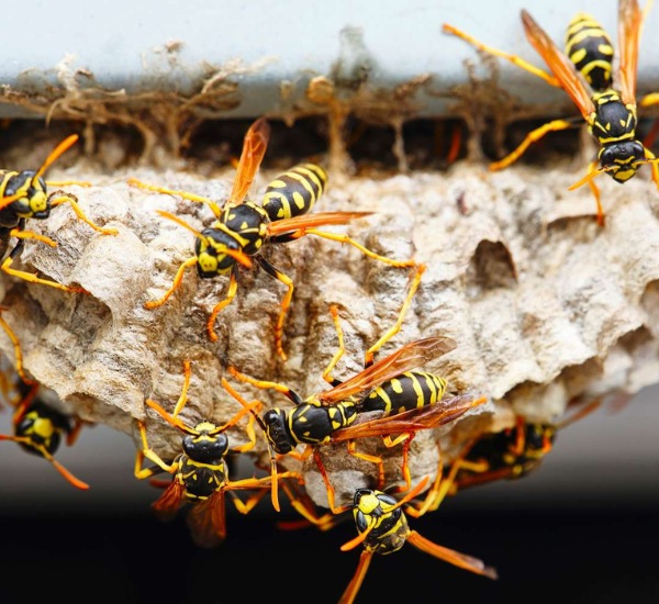 Wasp Removal Services in Louisville, CO