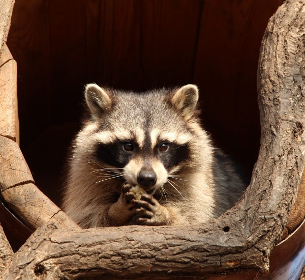 Impressive Wildlife Raccoon Control in Valmont, CO