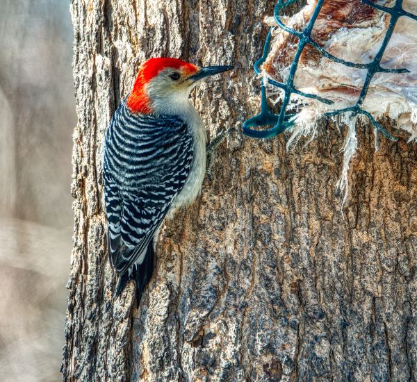 Remarkable Woodpeckers Removal in Westminster, CO