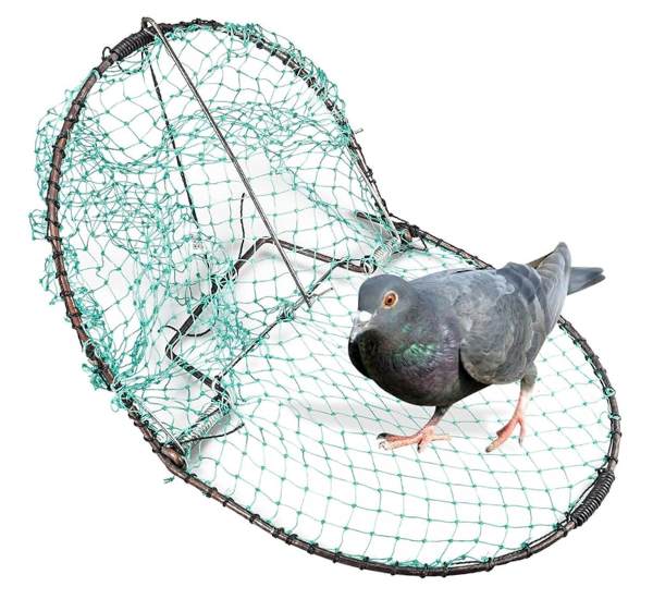 Professional for Bird Control Services in Goodyear, AZ