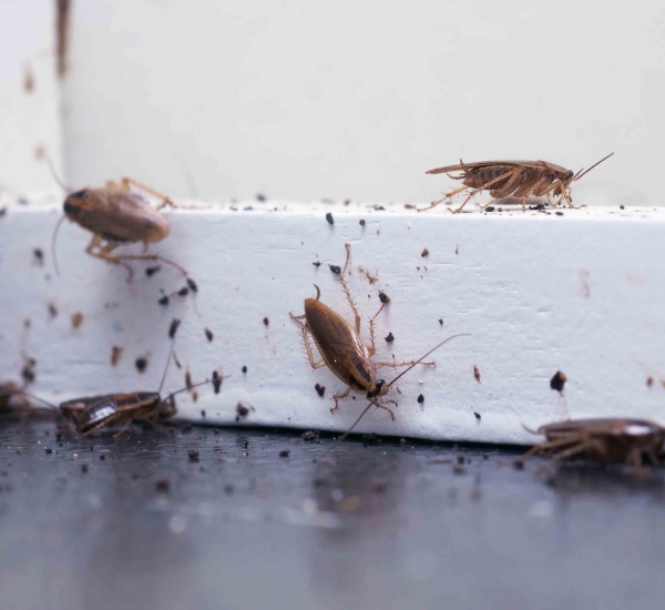 Reliable Pest Control Service in Phoenix, AZ