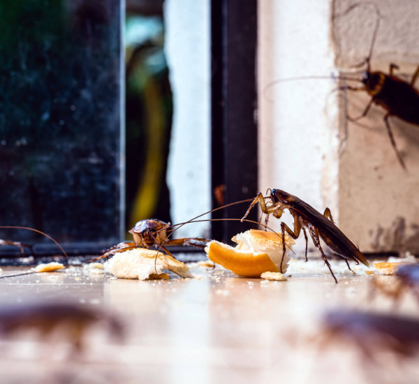 Professional Cockroach Extermination in Laveen Village, AZ