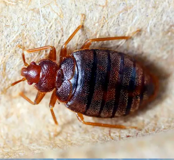 Exceptional Bed Bug Removal in Laveen Village, AZ