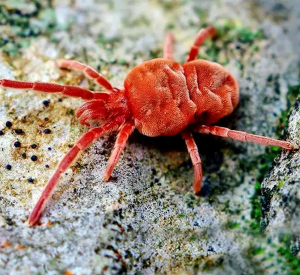 Best Mite Extermination Service in Avondale, AZ