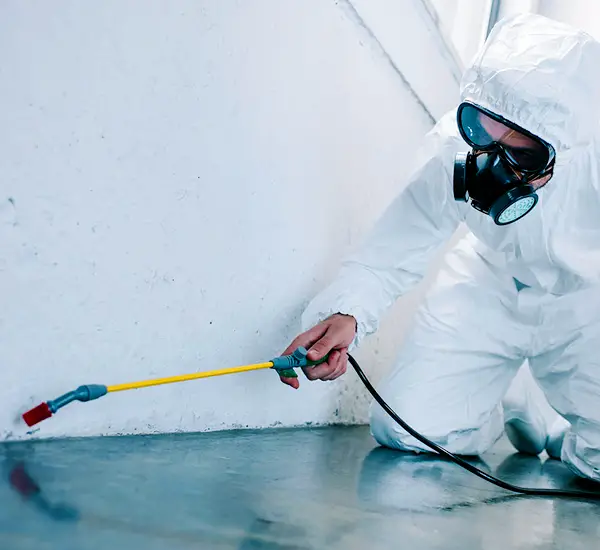 Professional Pest Inspection in Phoenix, AZ