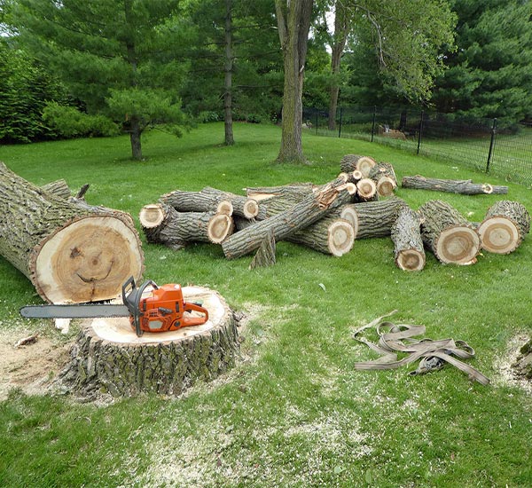 Tree Removal Service in Tulsa, OK