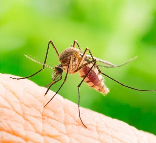 Mosquito Pest Control in Atlanta GA