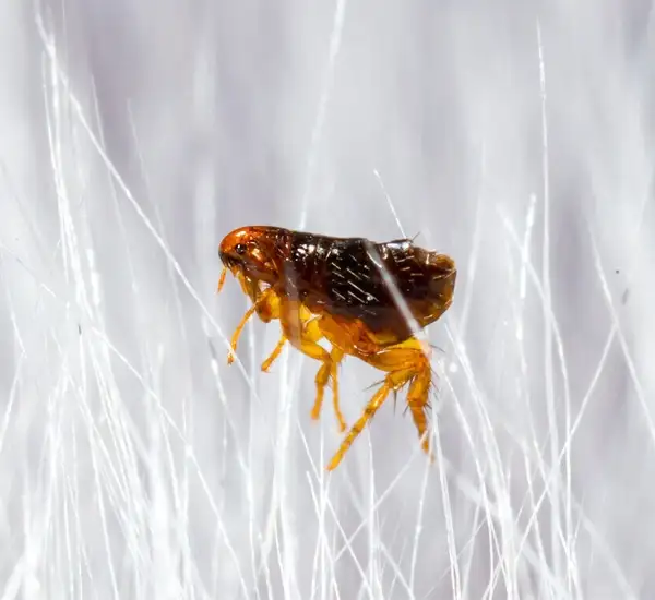 Professional Flea Extermination in Columbia MD