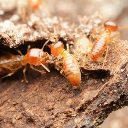 The Best Termite Extermination in Baltimore MD