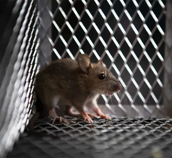 Mouse Exterminator in Newport Beach, CA