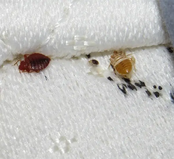 Bed Bugs Company in Huntington Beach, CA