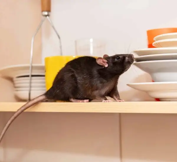 Rat Exterminator in Irvine, CA