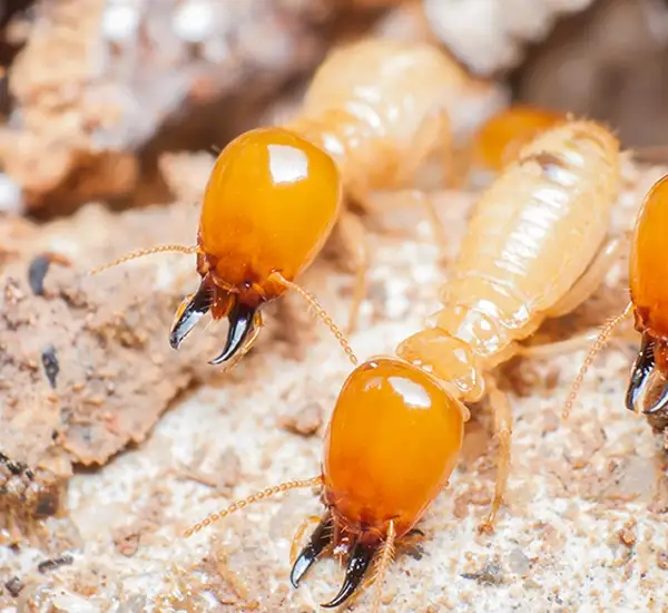 Termite Inspection in Orange, CA