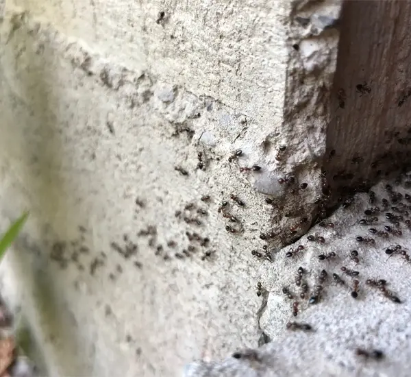 Ant Removal in Scottsdale AZ