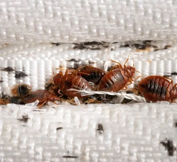 Bed Bug Removal Service in Maricopa AZ