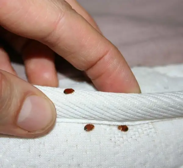 Bed Bug Removal Services in Villa Park CA