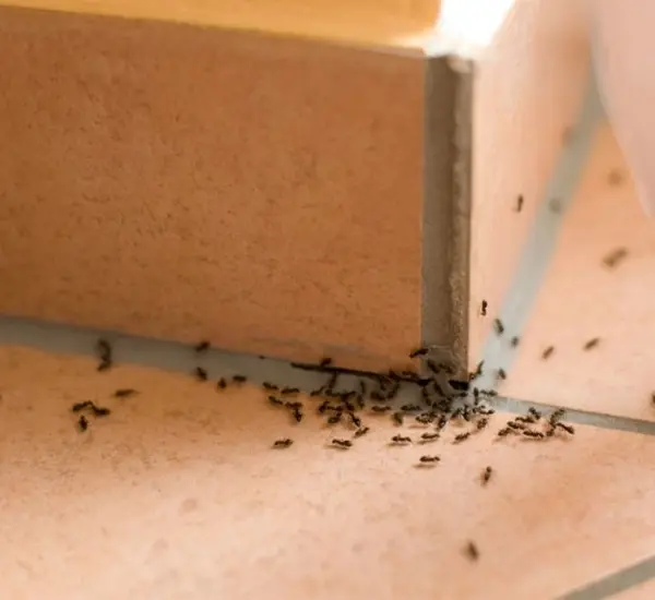 Ant Extermination Service in Brentwood, CA