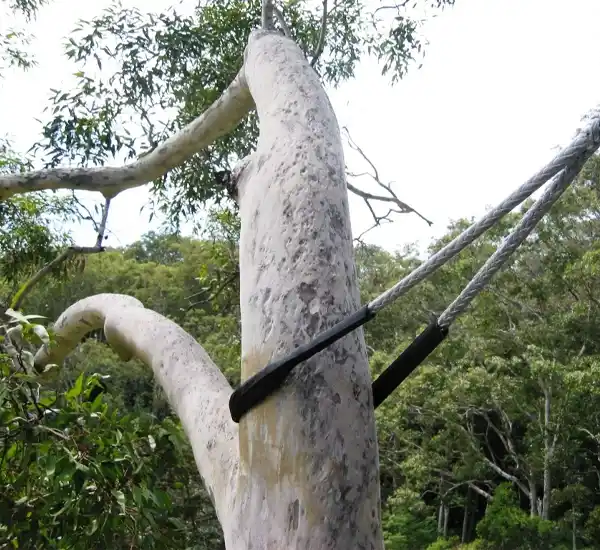 Tree Bracing and Cabling in Berkley, MI