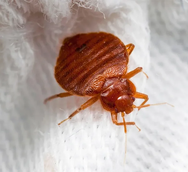 Affordable Bed Bug Services in Bakersfield CA