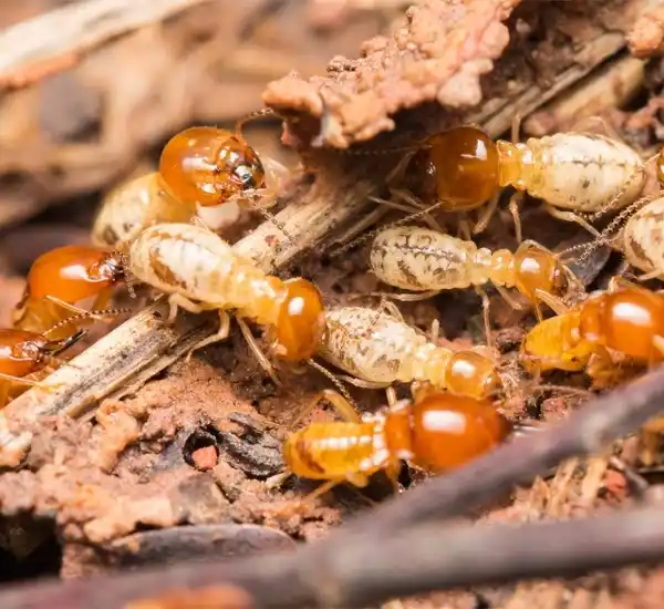 Termite Control Services in Bakersfield CA