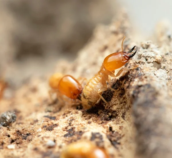 Professional Termite Control in Anaheim, CA