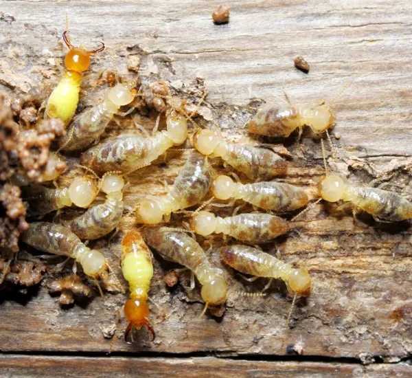 Pest Control in Newport Beach, CA