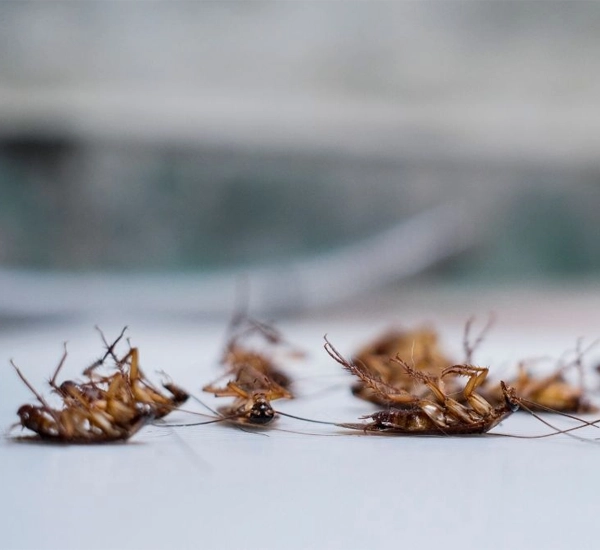 Cockroaches Extermination Service in Beverly Hills, CA