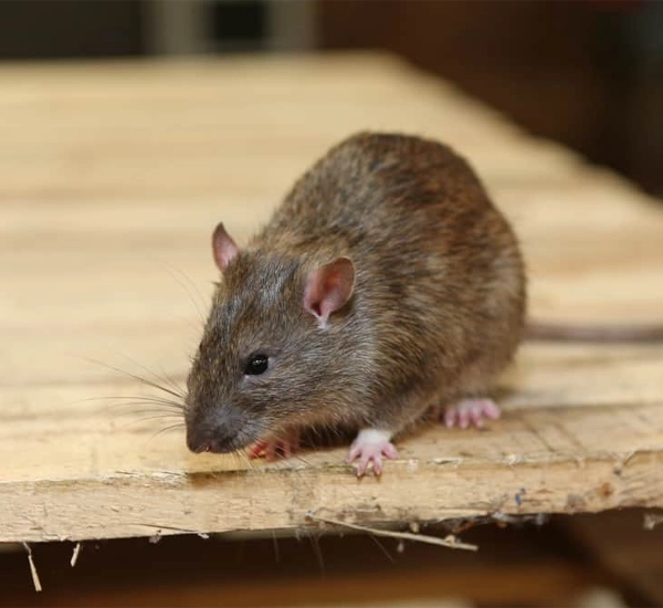 Mice Extermination in Brentwood, CA