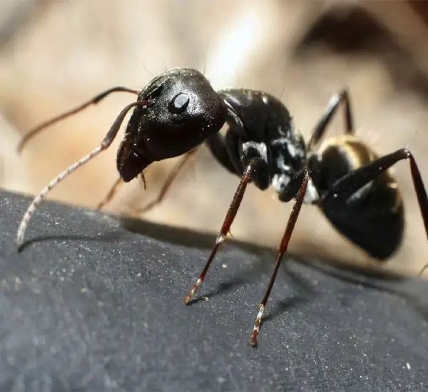 Ant Extermination Service in Tempe AZ