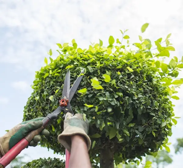 Commercial Pruning and Trimming in Brentwood TN