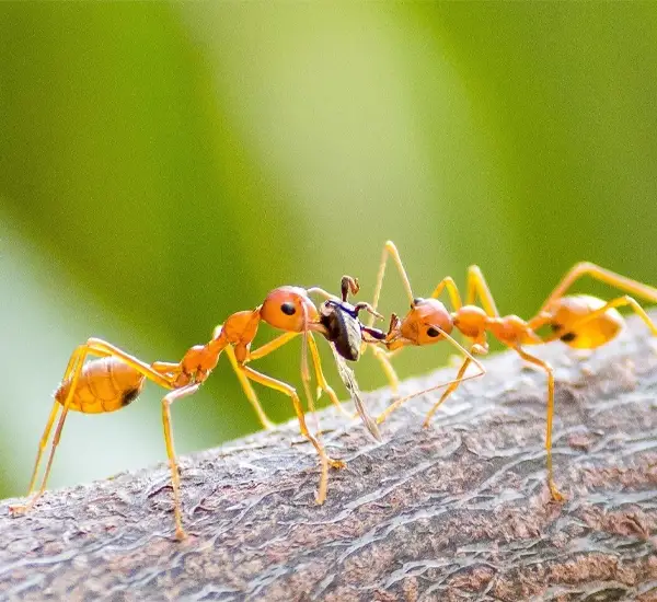 Fire Ant Control in Franklin TN