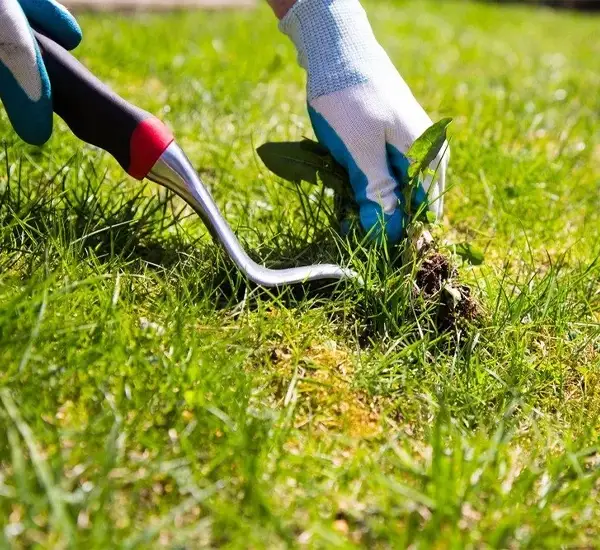 Weed Control Services in Murfreesboro TN