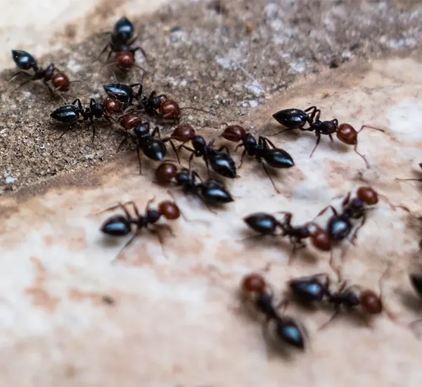 Commercial Pest Control in Decatur GA