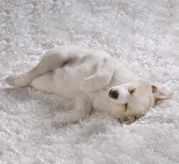 Obedience Training for Dogs in Weatherford, TX