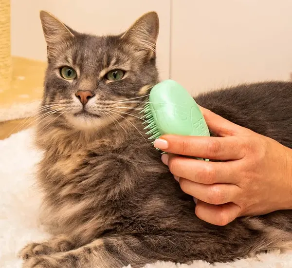 Full Grooming for Cats in Altamonte Springs, FL