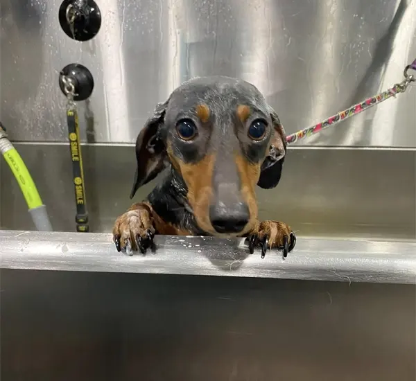 Pet Medicated⁠ Baths in L​ake Mary, FL