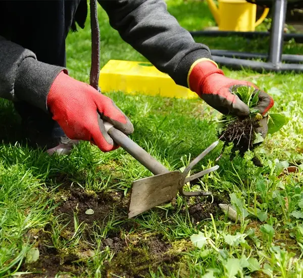 Weed Control in St. Louis City, MO