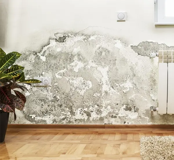 Mold Remediation in Louisville, KY