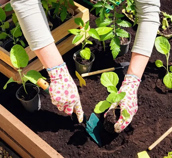 Professional Plants Installation in Queen Creek, AZ