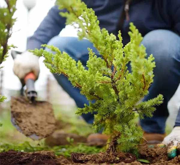 Shrub Planting in Gilbert, AZ