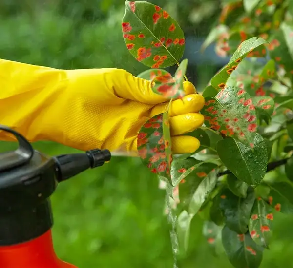Plant Disease Management in Gilbert, AZ