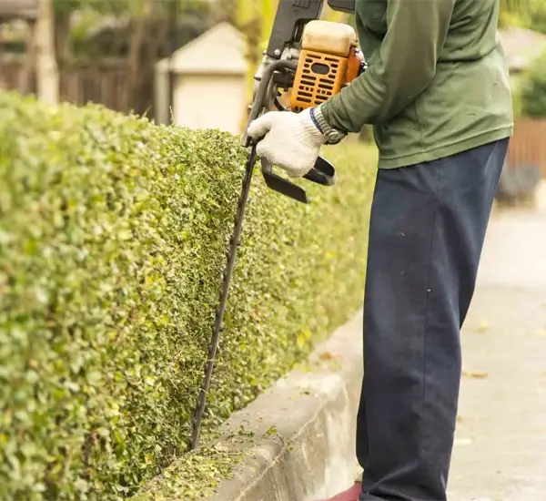 Shrub Removal Service in Chandler, AZ