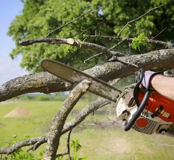Tree Services in Queen Creek, AZ
