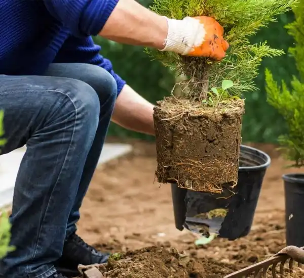Shrub Planting in Pineville NC