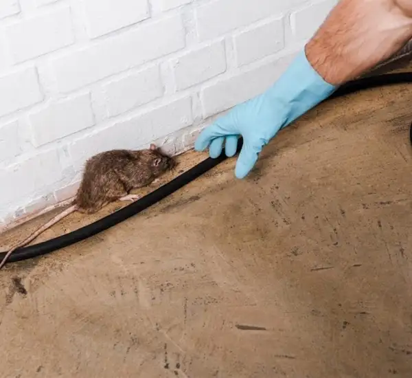 Expert Mice Control Services in Chapel Hill, NC