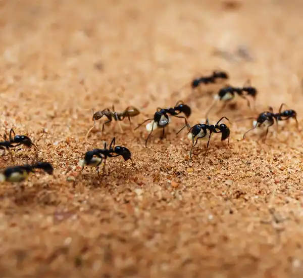 Professional Ant Control Services in Cary, NC